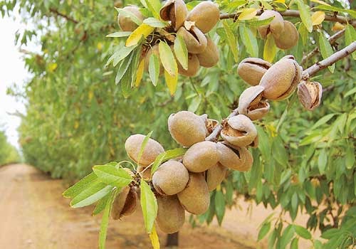 قیمت بادام شاهرودی رقم 21 + فروش عمده